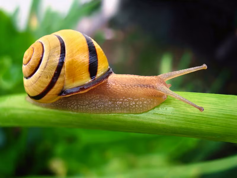 Ốc sên môi nâu (Cepaea nemoralis) dài 2 - 3cm, phân bố ở Tây Âu. Chúng có màu sắc rất đa dạng với các kiểu vân hình dải để ngụy trang trong những sinh cảnh khác nhau.