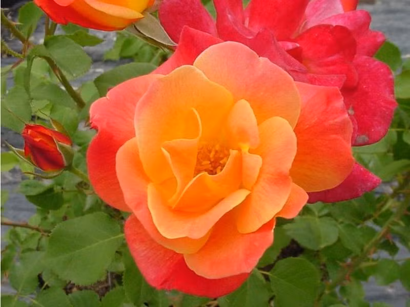 Hoa hồng Joseph Coat là giống hoa hồng leo nổi tiếng với sự đa dạng màu sắc và độc đáo trong từng bông hoa. Các gam màu như đỏ cam, vàng pha đỏ và vàng cam tạo nên vẻ đẹp đặc biệt cho loài hoa này. Gương mặt đặc biệt của giống hoa này không chỉ ở màu sắc, mà còn ở hương thơm ngọt ngào, dễ chịu. Với khoảng 40 cánh hoa mỗi bông, Hoa hồng Joseph Coat là một tác phẩm nghệ thuật tự nhiên tuyệt vời.