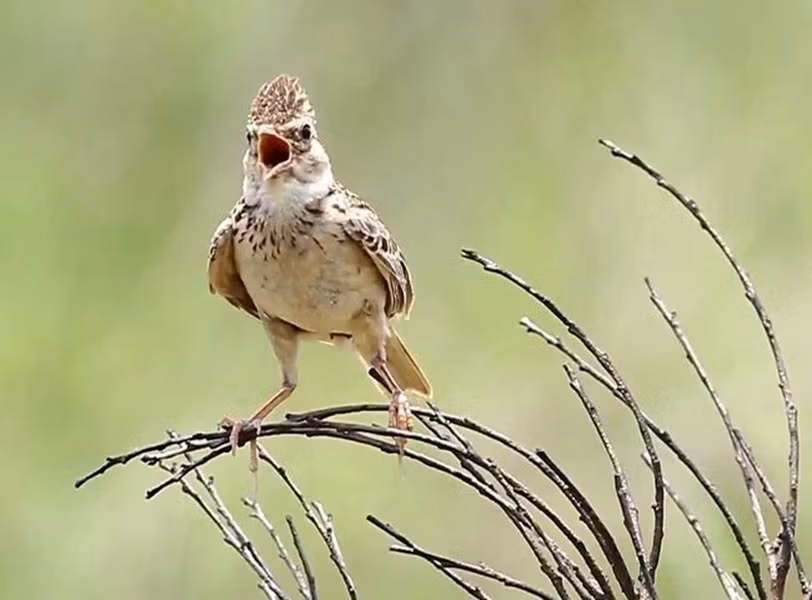 Chim sơn ca nổi tiếng với giọng hót ma mị của mình, đã khiến chúng được ngưỡng mộ như một “tứ đại danh ca” trong thế giới chim.