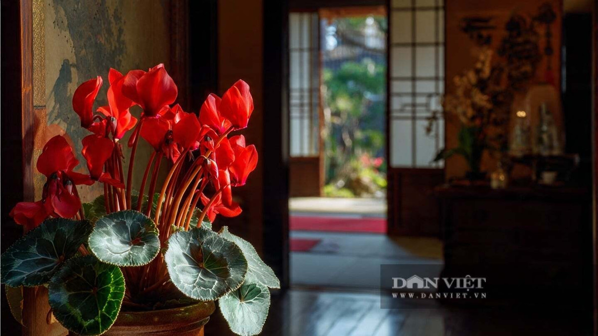 Cây có kích thước nhỏ, lá hình trái tim với các vân trắng tinh tế. Anh thảo ưa bóng râm, chịu hạn tốt và không đòi hỏi nhiều công chăm sóc.