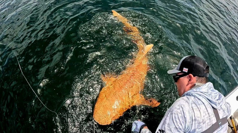 Đây là lần đầu tiên xanthism được ghi nhận ở loài cá xương sụn tại vùng Caribbean, bao gồm cá mập, cá đuối và cá skate. Ngoài xanthism, cá mập cũng có bạch tạng, điều này giải thích cho đôi mắt trắng nổi bật.