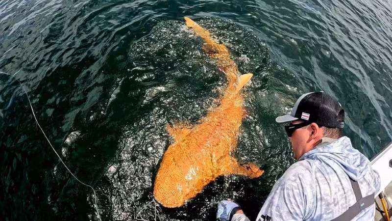 Đây là lần đầu tiên xanthism được ghi nhận ở loài cá xương sụn tại vùng Caribbean, bao gồm cá mập, cá đuối và cá skate. Ngoài xanthism, cá mập cũng có bạch tạng, điều này giải thích cho đôi mắt trắng nổi bật.