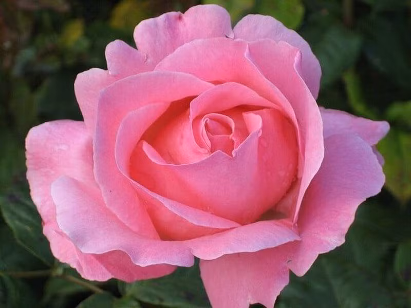 Hoa hồng Queen Elizabeth được bình chọn là giống hoa hồng được nhiều người yêu thích nhất vào năm 1979, và đây cũng được xem là giống hoa hồng đẹp nhất trên thế giới. Hoa hồng Queen Elizabeth sở hữu vẻ đẹp thanh lịch, sang trọng với tone màu hồng nhẹ nhàng, cùng với hương thơm ngọt ngào vô cùng quyến rũ. Khi nở rộ, đóa hồng Elizabeth mang sắc hồng thanh nhã tựa như hình ảnh nữ hoàng đội vương miện. Một đặc điểm khác khiến hồng Nữ hoàng Elizabeth trở nên đặc biệt là cuống và một phần thân có màu đỏ.