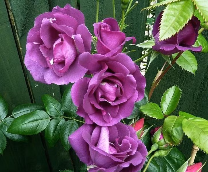 Hoa hồng Rhapsody loài hoa này sở hữu màu sắc độc đáo nhất trong số những loài hoa hồng đẹp nhất thế giới. Điểm độc đáo của nó chính là màu sắc biến đổi theo giai đoạn phát triển của hoa. Khi mới nở, hoa rực rỡ với màu tím quyến rũ. Khi hoa nở đầy, cả bụi hoa sẽ chuyển sang màu xanh biếc đặc trưng, và dần dần chuyển sang màu xanh xám. Màu sắc đặc trưng kết hợp với hương thơm dịu nhẹ sẽ làm nổi bật trong mọi sự kiện.