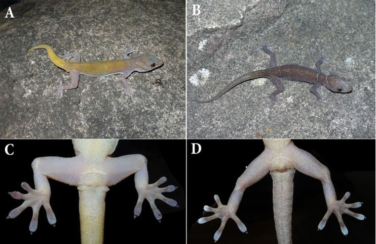 Loài tắc kè Bà Đen (Gekko badenii).