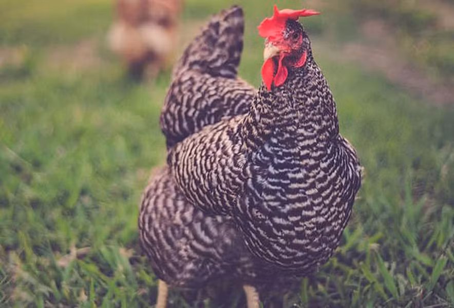 Gà Gigoo là thú cưng với khối tài sản 15 triệu USD. Chú gà này thuộc sở hữu của nhà xuất bản triệu phú người Anh - Miles Blackwell. Sau khi qua đời năm 2011, Blackwell đã để lại 15 triệu USD cho việc chăm sóc Gigoo, phần tài sản còn lại được làm từ thiện.