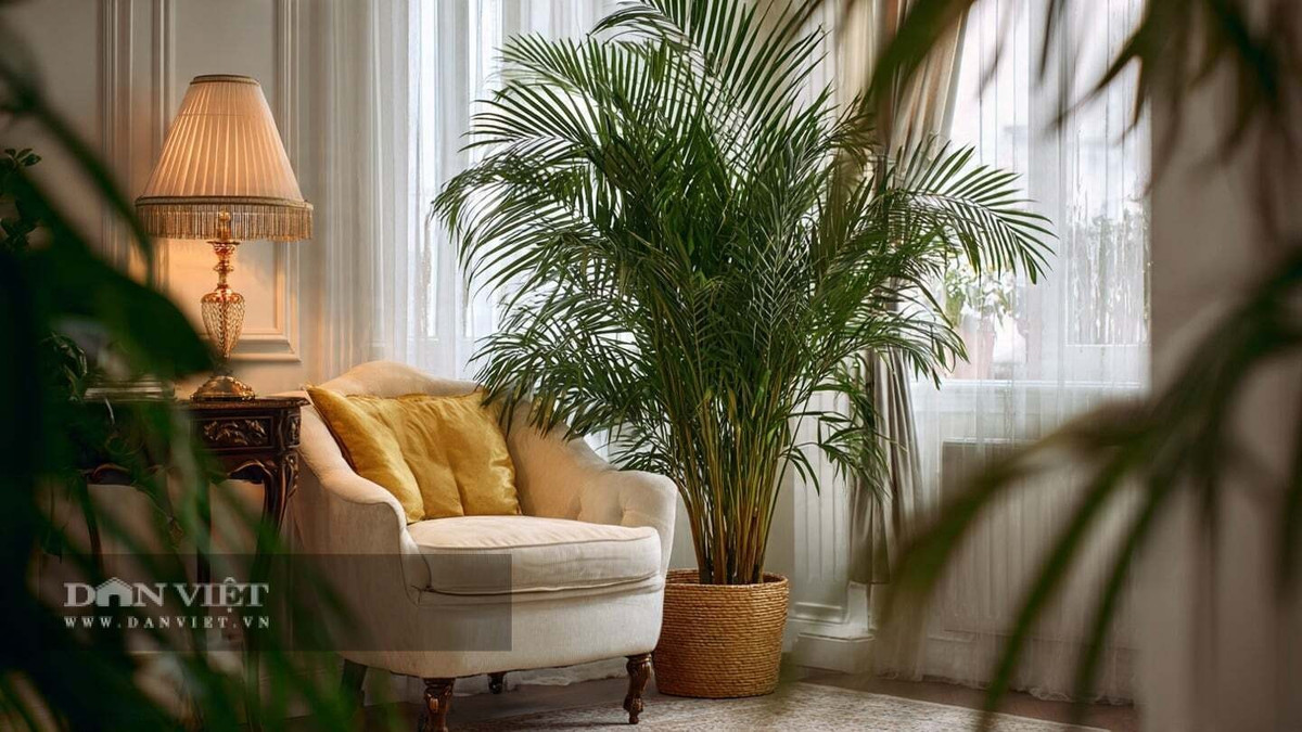 3. Cây cảnh: Dừa cảnh. Dừa cảnh (Dypsis lutescens), còn được gọi là cau vàng, cau tre hay cau lụa, có nguồn gốc từ Madagascar. Cây có dáng thanh mảnh, lá xòe rộng, mang lại cảm giác nhiệt đới ấm áp.