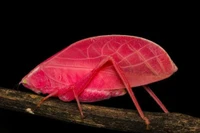 Loài muồm muỗm đổi màu như chiếc lá cây, ngụy trang tinh vi