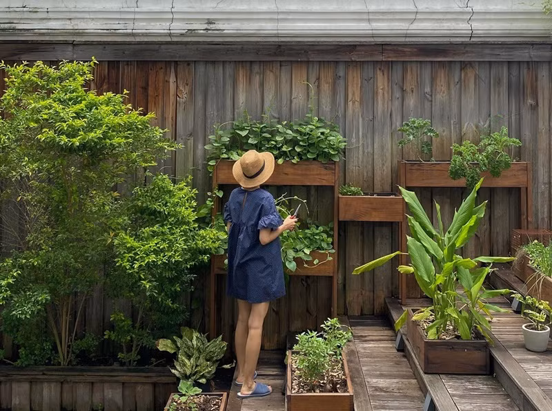 Người đẹp trồng nhiều loại rau, cây trái trong biệt thự. "Đi một vòng có 1 tô canh!", Hà Tăng khoe nấu ăn từ các loại rau trong vườn.