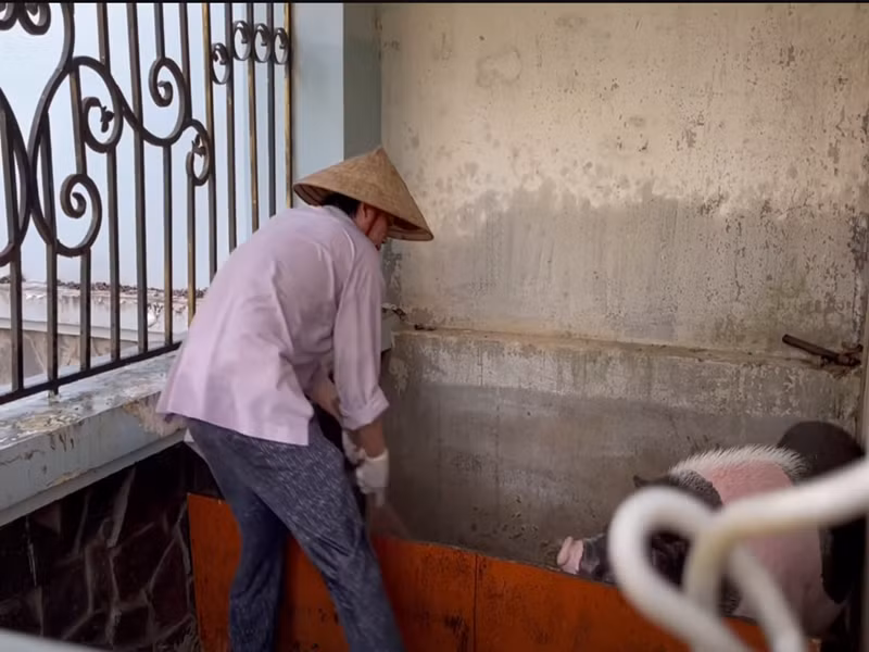 Hoài Linh không ngại các công việc chăm sóc lợn, gà. Ảnh: Youtube Hoài Linh.