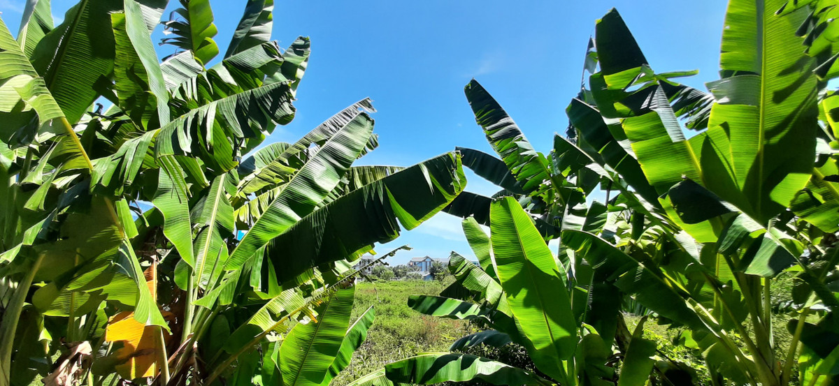 Theo Tạp chí Luật sư Việt Nam, năm 2008, Chủ tịch UBND tỉnh Thanh Hóa lúc đó là ông ông Mai Văn Ninh ra Quyết định số 1097/QĐ-UBND thu hồi và giao gần 2ha đất tại phường Đông Hương, giữa lòng TP. Thanh Hóa cho Công ty cổ phần xi măng Công Thanh thực hiện dự án đầu tư xây dựng khách sạn cao cấp 5 sao, văn phòng làm việc, văn phòng cho thuê và dịch vụ thương mại theo quy định của pháp luật kèm theo cam kết đưa đất vào sử dụng trong thời hạn 12 tháng liền kề từ ngày nhận bàn giao đất.