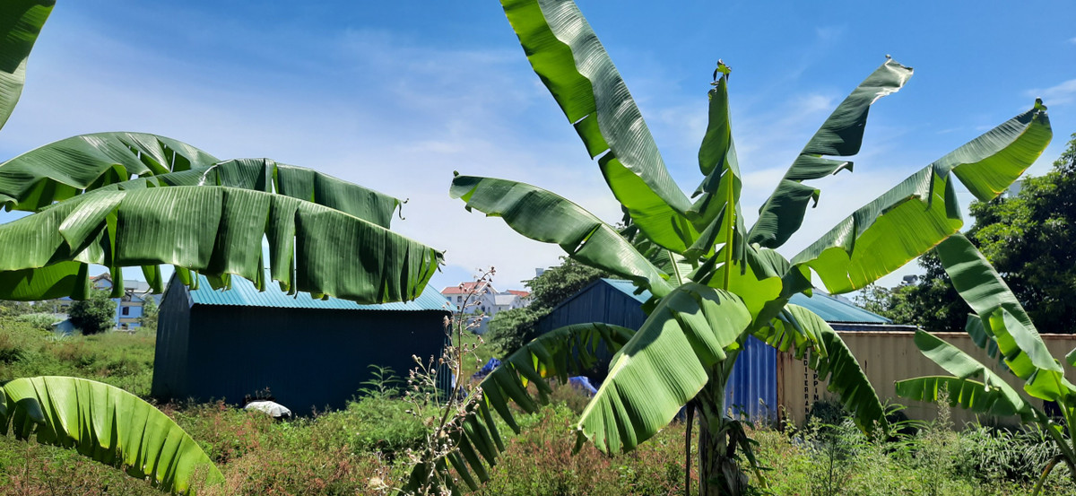 Việc điều chỉnh trên bản chất là chia nhỏ không gian thương mại dịch vụ thành 31 lô với chiều cao từ 3 đến 5 tầng sẽ khó quản lý trong việc sử dụng đúng mục đích khi dự án đi vào hoạt động. Bên trong tường bao dự án cỏ mọc um tùm, làm xấu cảnh quan giữa lòng thành phố, ảnh hưởng đến môi trường đầu tư của tỉnh Thanh Hóa.