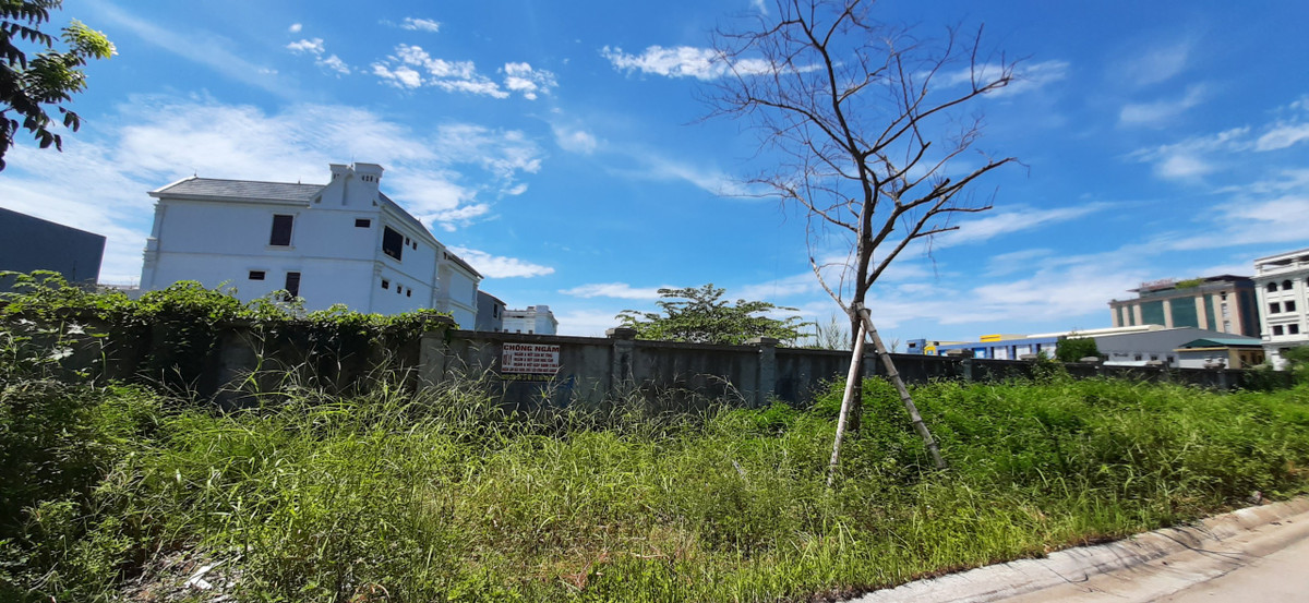 Cỏ xung quanh dự án mọc um tùm.