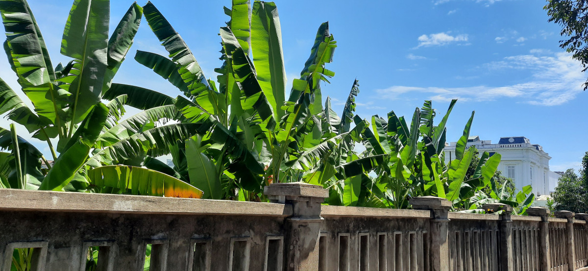 Dự án “khách sạn 5 sao” do Công ty cổ phần xi măng Công Thanh làm chủ đầu tư được chấp thuận đầu tư năm 2007, UBND tỉnh Thanh Hóa giao đất năm 2009 nhưng sau 12 năm vẫn chỉ là dự án trên giấy. Trên khu đất vàng giữa lòng thành phố Thanh Hoá giờ đây trở thành nơi trồng chuối.