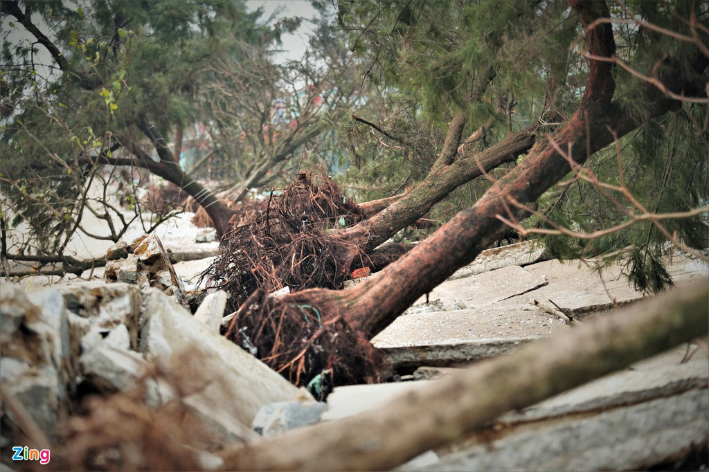 Hàng cây phi lao nhiều năm tuổi cũng bị sóng đánh bật gốc, gãy đổ nằm la liệt.