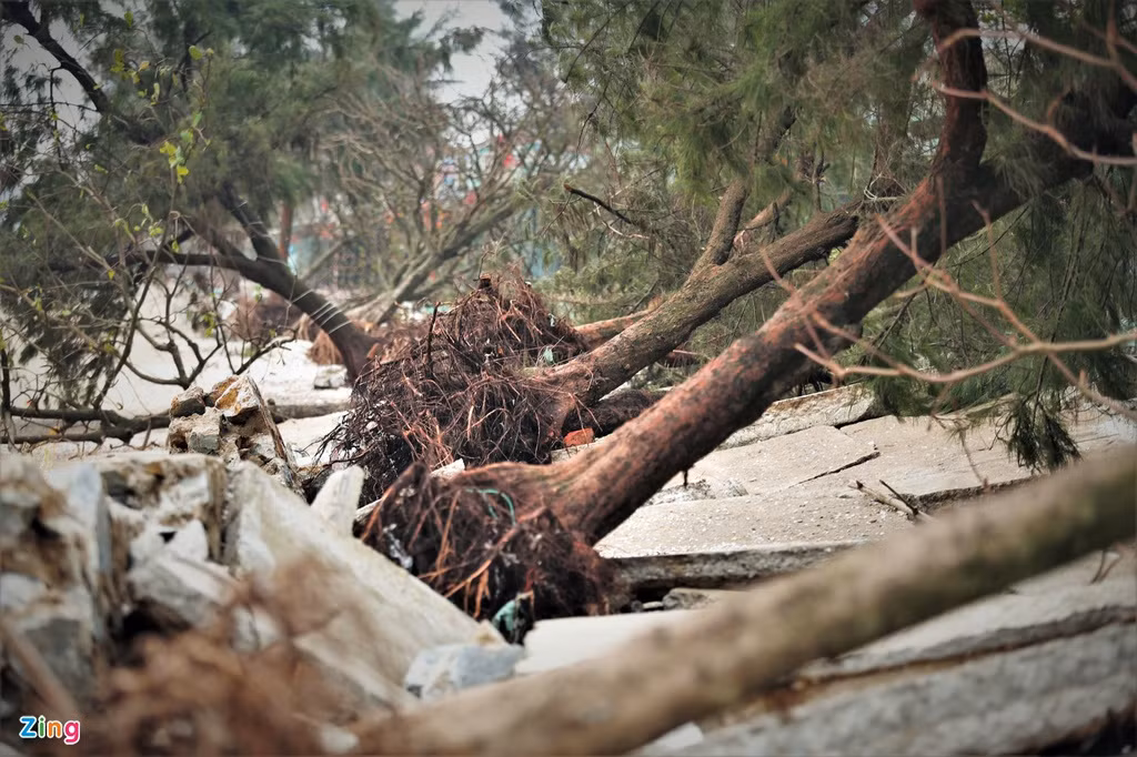 Hàng cây phi lao nhiều năm tuổi cũng bị sóng đánh bật gốc, gãy đổ nằm la liệt.