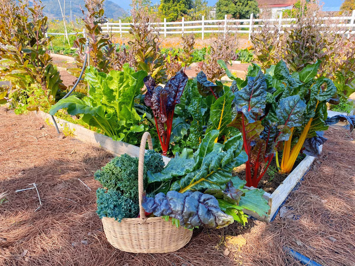 Chị Linh ưu tiên trồng rau đúng mùa vụ.“Ví dụ, mùa đông, thời tiết lạnh, mình trồng các loại rau như: Súp lơ, cải cầu vồng, cải mèo, bắp cải… Còn mùa hè nắng nóng, mình ưu tiên các giống cây dễ chăm, nhanh cho thu hoạch như: Cà chua, ớt chuông, rau muống, mùng tơi…”, chị nói.