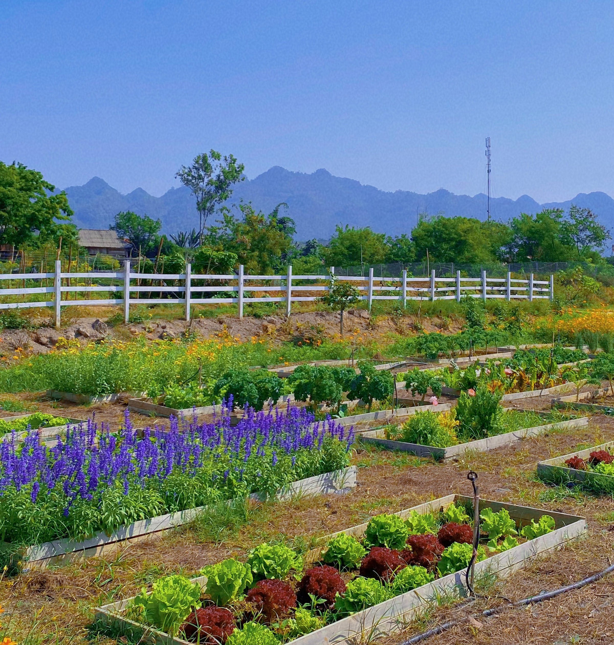 Ngoài ra, chị Linh còn phân chia mảnh đất thành các khu vực với đủ công năng, như khu trồng hoa tô điểm cảnh quan thêm đẹp mắt, khu trồng rau có diện tích chừng 600m2 để chủ động nguồn thực phẩm sạch mỗi ngày. Để thuận tiện chăm sóc và đảm bảo năng suất, chị Linh ưu tiên trồng rau theo mùa, mùa nào thức nấy.