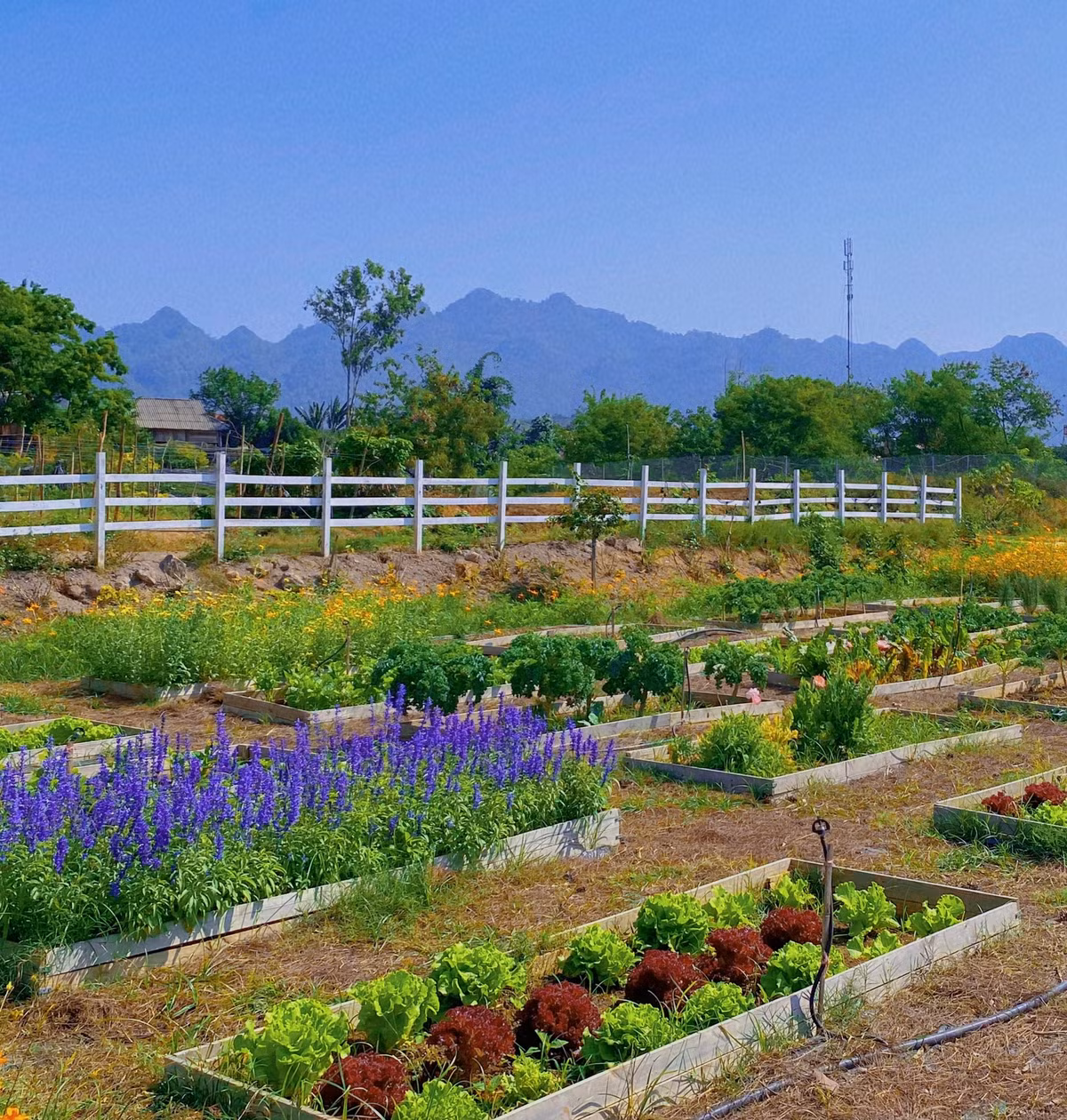Ngoài ra, chị Linh còn phân chia mảnh đất thành các khu vực với đủ công năng, như khu trồng hoa tô điểm cảnh quan thêm đẹp mắt, khu trồng rau có diện tích chừng 600m2 để chủ động nguồn thực phẩm sạch mỗi ngày. Để thuận tiện chăm sóc và đảm bảo năng suất, chị Linh ưu tiên trồng rau theo mùa, mùa nào thức nấy.