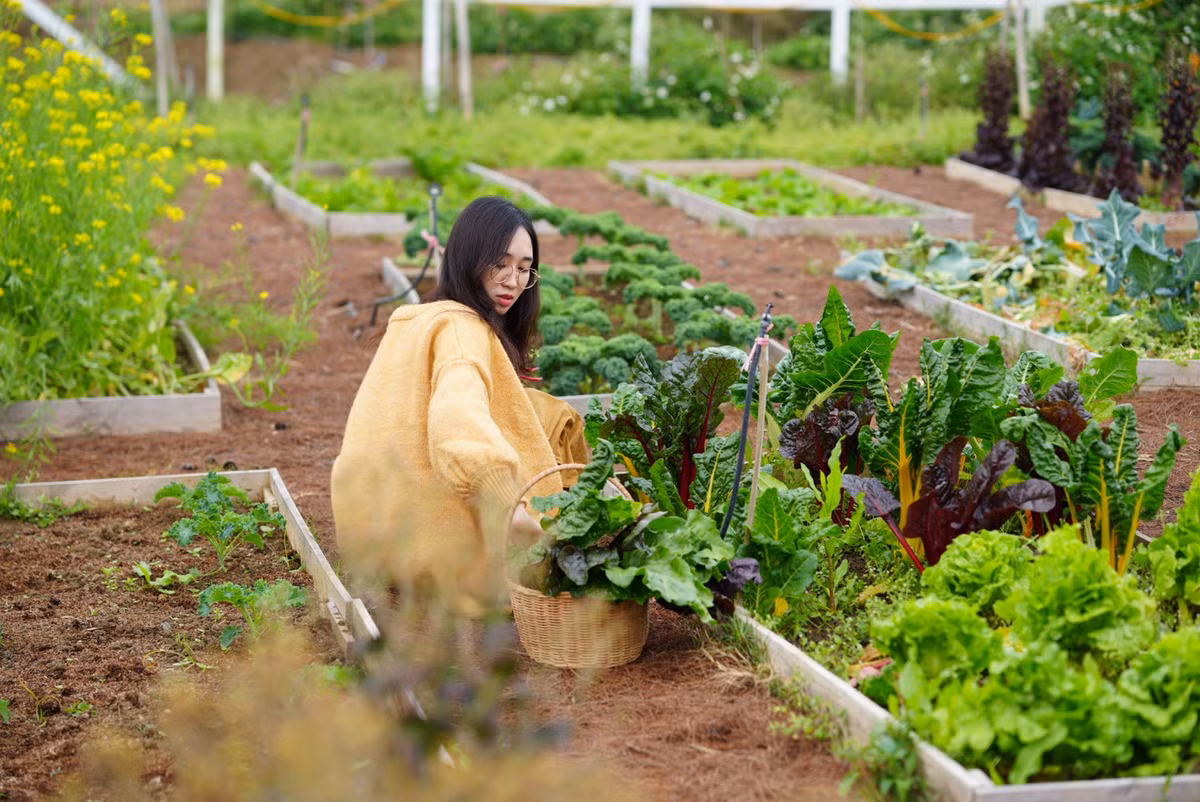 Từng làm việc cho một trang trại dâu tây ở Mộc Châu năm 2018 và học hỏi được nhiều kiến thức căn bản và hữu ích về nông nghiệp, nên chị Linh không gặp nhiều khó khăn trong quá trình trồng trọt, làm vườn.