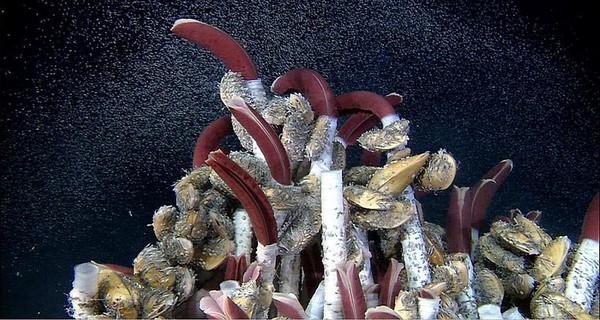 Loài giun ống khổng lồ này có hình dạng giống… vỏ cây son, dài tới 2,4m với đường kính cơ thể 4cm. Chúng được phát hiện ở độ sâu hơn 1.500m tại những địa điểm khắc nghiệt nhất của đại dương: gần miệng núi lửa, hay những lỗ phun khí thải độc hại.