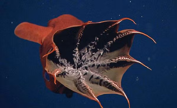 Với ngoại hình kỳ lạ, bất cứ ai cũng có thể bị loài mực quỷ (Vampire Squid) dọa đến mức "đứng hình". Tuy nhiên, trái ngược với vẻ ngoài như " quái vật", nó không gây hại cho con người.