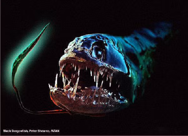 Cá rồng còn được gọi là cá rồng không vẩy, là loài cá dữ, săn mồi tàn bạo dưới đáy đại dương. Có tên khoa học là Grammatostomias flagellibarba, chúng có những chiếc răng sắc và quá lớn so với toàn thân. Kích thước chùng không lớn, khoảng 15 cm là cùng nhưng trông thật quái dị. Có nhiều loài cá rồng khác nhau nhưng hình dạng thì tương tự nhau.