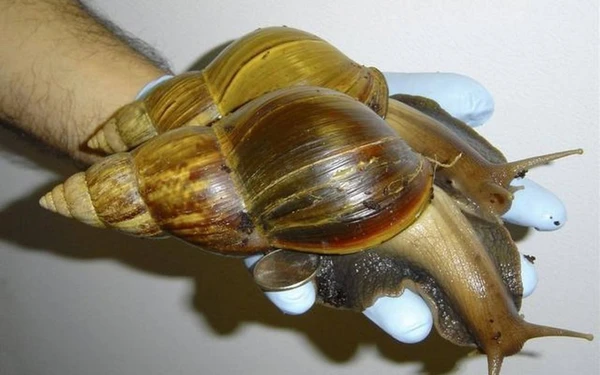 Loài ốc sên đại dương được phát hiện ở Ấn Độ Dương sở hữu lớp giáp đặc biệt. Có lẽ môi trường khắc nghiệt dưới đáy biển sâu đã trang bị cho loài sinh vật này một vũ khí lợi hại phòng thân hoàn hảo. Đó chính là lớp vảy chứa các… hợp chất sắt.