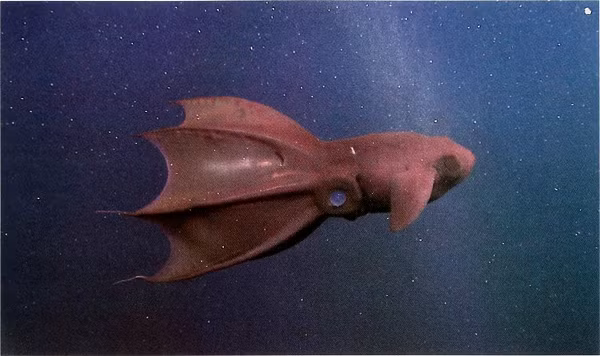 Sống ở độ sâu 1.000m dưới đáy biển, loài sinh vật này mang những đặc điểm lạ đến khó tin. Chúng trông vô cùng dữ dằn với đôi mắt hình cầu lớn.