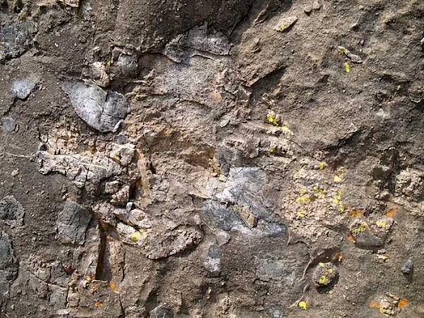 Tuy nhiên, miệng hố Vredefort lại khác. Dù rất cô đơn khi mới hình thành, thậm chí từng bị bỏ hoang thậm chí trong nhiều năm, nhưng nó đã trở thành một thành phố có tới 550.000 cư dân.