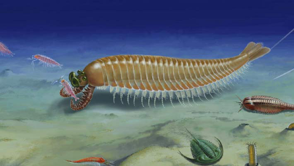 Con giun nửa tỉ tuổi này cũng là tổ tiên của ngành tay cuộn Brachiopods, một nhóm sinh vật trông giống như một con trai, sống bám vào đáy biển và các rạn san hô.