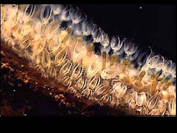 Việc liên hệ tổ tiên của chúng với các loài thủy sinh kỳ dị dưới biển khơi thực sự gây kinh ngạc. Mẫu hóa thạch quý giá này đã trở thành một mảnh ghép hiếm hoi, bất ngờ, giúp lấp đầy một phân đoạn quan trọng trong cây tiến hóa của sinh vật Trái Đất.