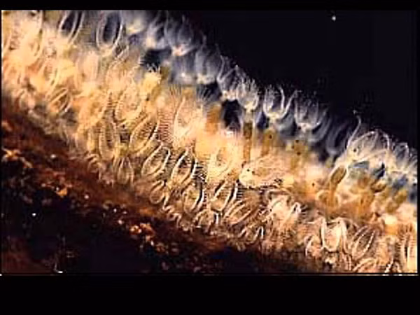 Việc liên hệ tổ tiên của chúng với các loài thủy sinh kỳ dị dưới biển khơi thực sự gây kinh ngạc. Mẫu hóa thạch quý giá này đã trở thành một mảnh ghép hiếm hoi, bất ngờ, giúp lấp đầy một phân đoạn quan trọng trong cây tiến hóa của sinh vật Trái Đất.