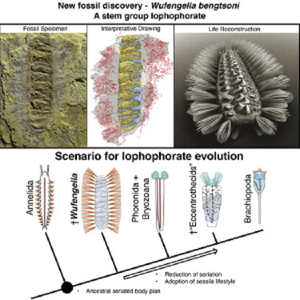 Nhiều thùy, bó lông và mảng vỏ trên lưng là bằng chứng cho thấy loài giun này ban đầu được phân chia hoặc phân đoạn, giống như một con giun đất hiện đại.