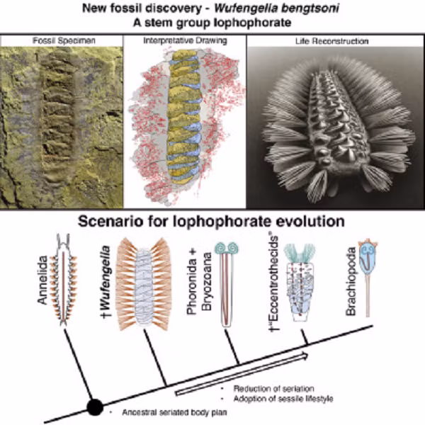 Nhiều thùy, bó lông và mảng vỏ trên lưng là bằng chứng cho thấy loài giun này ban đầu được phân chia hoặc phân đoạn, giống như một con giun đất hiện đại.