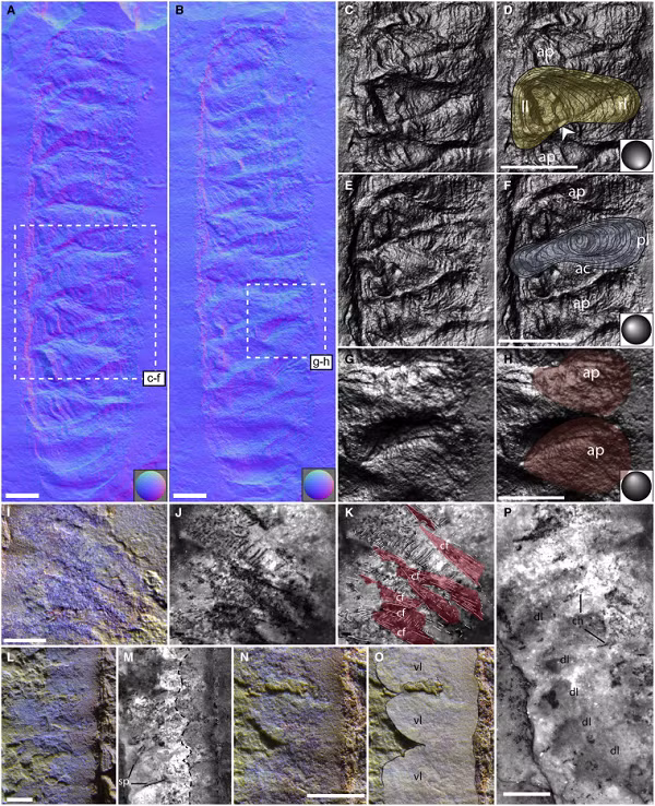 "Nó trông giống như con lai kỳ dị giữa một con sâu lông và một loài nhuyễn thể. Điều thú vị là nó không thuộc nhóm nào cả" - Tiến sĩ Jakob Vinther, từ Trường Khoa học Trái Đất thuộc Đại học Bristol - Anh, thành viên nhóm nghiên cứu đa quốc gia cho biết.