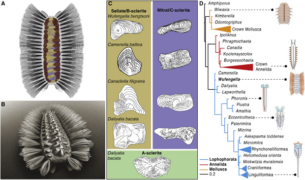 Thi thể con nguyên vẹn đến mức kinh ngạc của loài chưa từng biết đến này đã giúp các nhà khoa học nhận ra các thùy dẹt siêu nhỏ nhô ra từ 2 bên bộ giáp, chính là nơi bó lông gắn vào.
