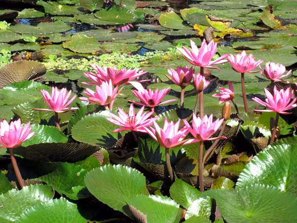 Khiếm thực có thể tăng cường chức năng hấp thu của ruột non, cải thiện tốc độ bài tiết xylose trong nước tiểu, và tăng nồng độ carotene trong huyết thanh.