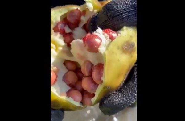 Loại cây này được tìm thấy nhiều ở vùng đông bắc Ấn Độ, Hàn Quốc, Nhật Bản, Trung Quốc cũng như các vùng phía đông nước Nga. Bang Bihar của Ấn Độ cung cấp tới 90% sản lượng hạt khiếm thực cho thế giới.