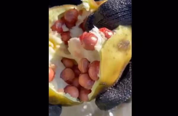 Loại cây này được tìm thấy nhiều ở vùng đông bắc Ấn Độ, Hàn Quốc, Nhật Bản, Trung Quốc cũng như các vùng phía đông nước Nga. Bang Bihar của Ấn Độ cung cấp tới 90% sản lượng hạt khiếm thực cho thế giới.