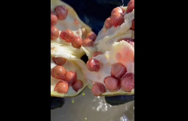 Cây khiếm thực sống trong đầm nước, ra hoa màu tím. Lá hình tròn có thể to tới hơn một mét. Mặt dưới của lá có màu tía trong khi mặt trên có màu xanh lục. Thân, hoa và lá nổi trên bề mặt được bao phủ bởi các gai nhọn. Ở Ấn Độ, khiếm thực thường mọc trong ao, đầm lầy....