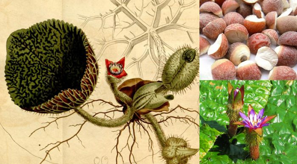 Y học cổ truyền Trung Quốc cho rằng khiếm thực có vị ngọt, tính bình. Có tác dụng bổ thận tráng dương, cường tinh, bổ tỳ vị, cầm tiêu chảy, khử ẩm.