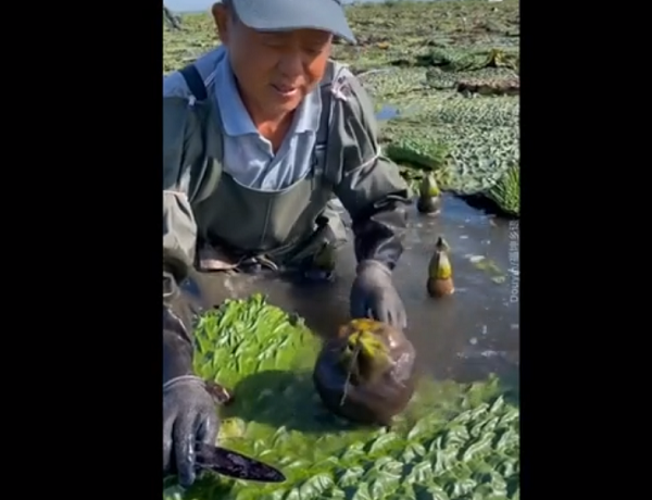 Trên mạng xã hội xuất hiện một clip người nông dân thu hoạch quả mọc trong bùn đen. Điều đặc biệt là khi bổ ra, bên trong cũng có nhiều hạt màu hồng giống như hạt lựu.