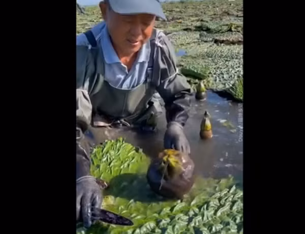Trên mạng xã hội xuất hiện một clip người nông dân thu hoạch quả mọc trong bùn đen. Điều đặc biệt là khi bổ ra, bên trong cũng có nhiều hạt màu hồng giống như hạt lựu.