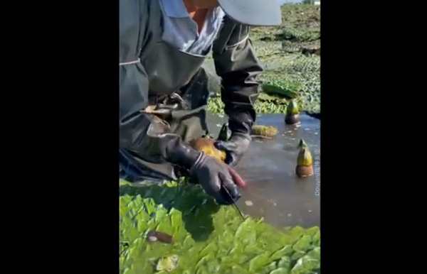 Cư dân mạng bàn tán sôi nổi về loại quả này. Có người nghĩ đây là "lựu nước", có người lại cho rằng đây là hạt sen. Trên thực tế, đây là cây khiếm thực, loại cây có hoa được phân loại trong họ hoa súng.