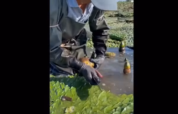 Cư dân mạng bàn tán sôi nổi về loại quả này. Có người nghĩ đây là "lựu nước", có người lại cho rằng đây là hạt sen. Trên thực tế, đây là cây khiếm thực, loại cây có hoa được phân loại trong họ hoa súng.