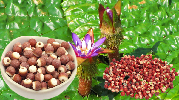 Trong tài liệu y học cổ Hoàng Đế nội kinh của Trung Quốc, khiếm thực là một trong những dược liệu cao cấp nhất. Nó được ví tốt ngang nhân sâm, được gọi là sâm nước. Trong sách cổ gọi là “thức ăn trẻ mãi không già, kéo dài tuổi thọ”.