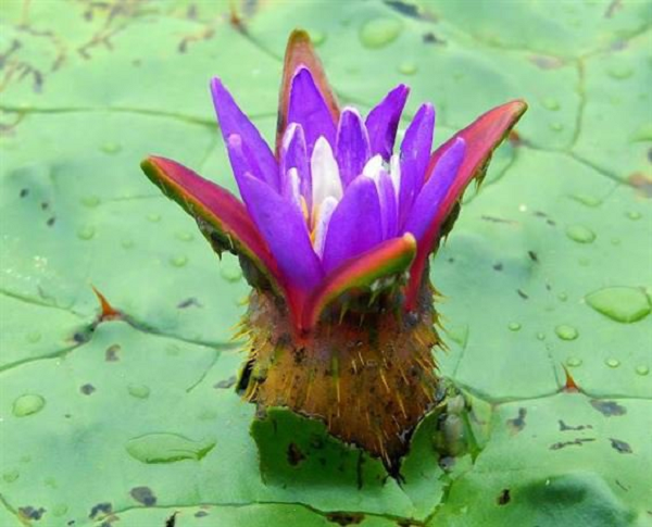 Từ quả khiếm thực sẽ thu hoạch được hạt khiếm thực, một loại dược liệu quý. Hạt được thu hái vào cuối mùa hè và đầu mùa thu, có thể ăn sống hoặc nấu chín.