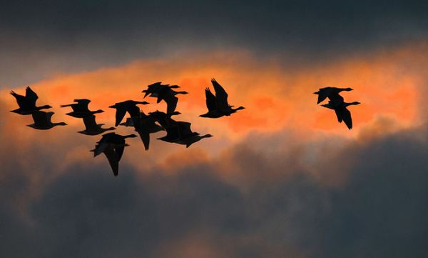 Ngay cả tế bào con người cũng tạo ra cryptochrome, một số nghiên cứu cho thấy chúng phản ứng linh hoạt với thay đổi của từ trường.