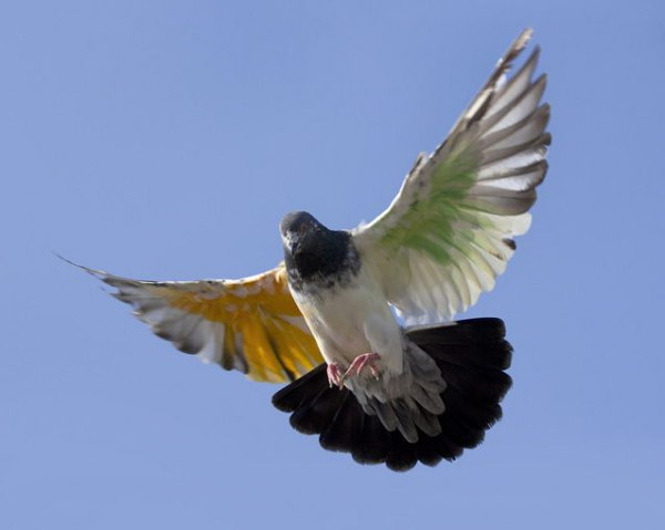 Bức thư của Einstein được gia đình kỹ sư Glyn Davys tìm thấy và tặng lại cho Đại học Hebrew ở Jerusalem, Israel sau khi ông ấy mấy. Đại diện nhà trường cho biết: "Thật đáng ngạc nhiên khi từ năm 1949, Einstein đã có thể dự đoán được điều này. Đó là hàng thập kỷ trước khi chúng ta có các bằng chứng thực nghiệm tiết lộ một số loài động vật thực sự có thể nhận biết từ trường và sử dụng thông tin đó để điều hướng".